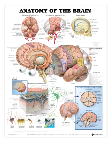 Ankle Braces & Supports * Shows base and right side views of arteries of the brain as well as venous sinuses
* Illustrates cerebral hemispheres, lobes of the brain, cross-section of meninges & venous sinuses, typical nerve cell, typical glial cells, and circulation of cerebrospinal fluid