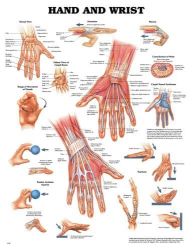 Anatomy Charts 20