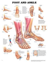 Anatomy Charts 20