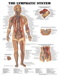 Anatomy Charts Lymphatic System * Classic illustrations by Peter Bachin. Shows system throughout the body * Illustrates internal iliac lymph node, and lymph vessels & lymph nodes of the stomach, pancreas, spleen and biliary tract. Also shows lymph vessels & lymph nodes of the small intestine, and lymph vessels & lymph nodes of the inguinal region, pelvis and the posterior wall of the abdomen * Colorful, laminated and
detailed * 20