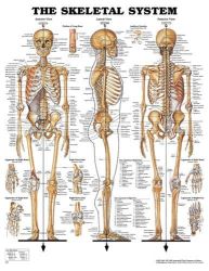 Anatomy Charts Skeletal System * Classic illustrations by Peter Bachin * Shows anterior, lateral and posterior views of the skeletal system * Also illustrates portion of long bone, auditory ossicles, ligaments of the right hand (dorsal and palmar views), ligaments of the right foot (dorsal and plantar view) and the right knee joint (anterior and posterior views) * Colorful, laminated and detailed * 20