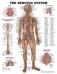 Anatomy Charts Nervous System * Classic illustrations by Peter Bachin * Illustrates nerves in the body, brain, midbrain, medulla oblongata and spinal cord * Also shows spinal meninges, intercostal nerves and sagittal section of female pelvis * Colorful, laminated and detailed * 20