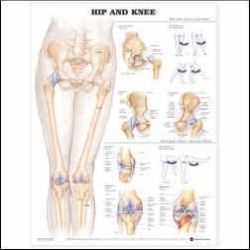 Anatomy Charts Hip & Knee Chart * Shows hip and knee general anatomy * Also illustrates posterior, anterior and lateral view of the hip joint, as well as tibial plateau * Shows total hip replacement, hip fracture repair and blood supply to the head of the femur * Shows various kinds of meniscus and ligament tears * Provides anterolateral, posteromedial and posterior view of the knee * Shows arthroscopy and total knee replacement * Colorful, laminated and detailed * 20