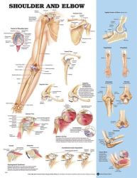 Anatomy Charts Shoulder & Elbow Chart * Illustrates general shoulder and elbow anatomy * Shows anterior, posterior, lateral, and superior view of the shoulder * Also shows the socket of shoulder joint anterior and disclocation of humerus * Illustrates impingement syndrome and acromioplasty * Shows sagittal view of the elbow, as well as supination, pronation and superior views of extension and flexion. Illustrates elbow fractures and tennis elbow *