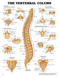 Anatomy Charts Vertebral Column Chart * Highly Detailed, Life Size