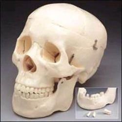 Anatomical Models This economical, life-size adult plastic skull is ideal for students studying for tests * It clearly shows suture lines, and features a movable jaw, cut calvarium and 3 removable lower teeth - incisor, cuspid and molar * Dissects into 3 parts * Size: Size: 5