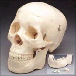 Anatomical Models This economical, life-size adult plastic skull is ideal for students studying for tests * It clearly shows suture lines, and features a movable jaw, cut calvarium and 3 removable lower teeth - incisor, cuspid and molar * Dissects into 3 parts * Size: Size: 5