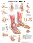 The Foot & Ankle Chart