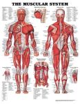 Muscular System Chart 20