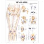 Hip & Knee Chart 26