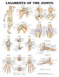 Ligaments of the Joints Chart 20