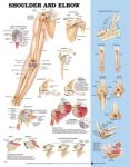 Shoulder/Elbow Chart 20