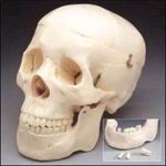 Skull With 3 Removable Teeth